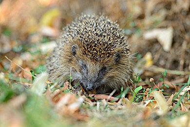 《沙丘：觉醒》加长新预告公布 6月10日正式发售